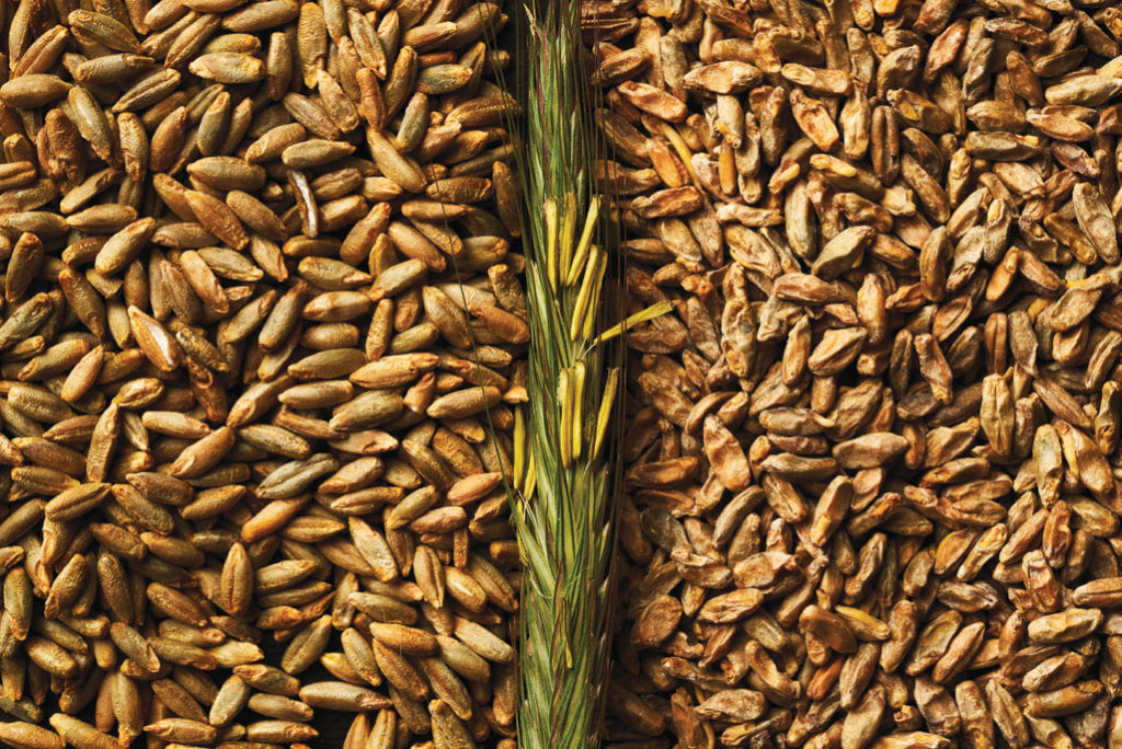 The three stages of rye: unmalted rye (left), fresh flowering rye (center) and malted rye (right).