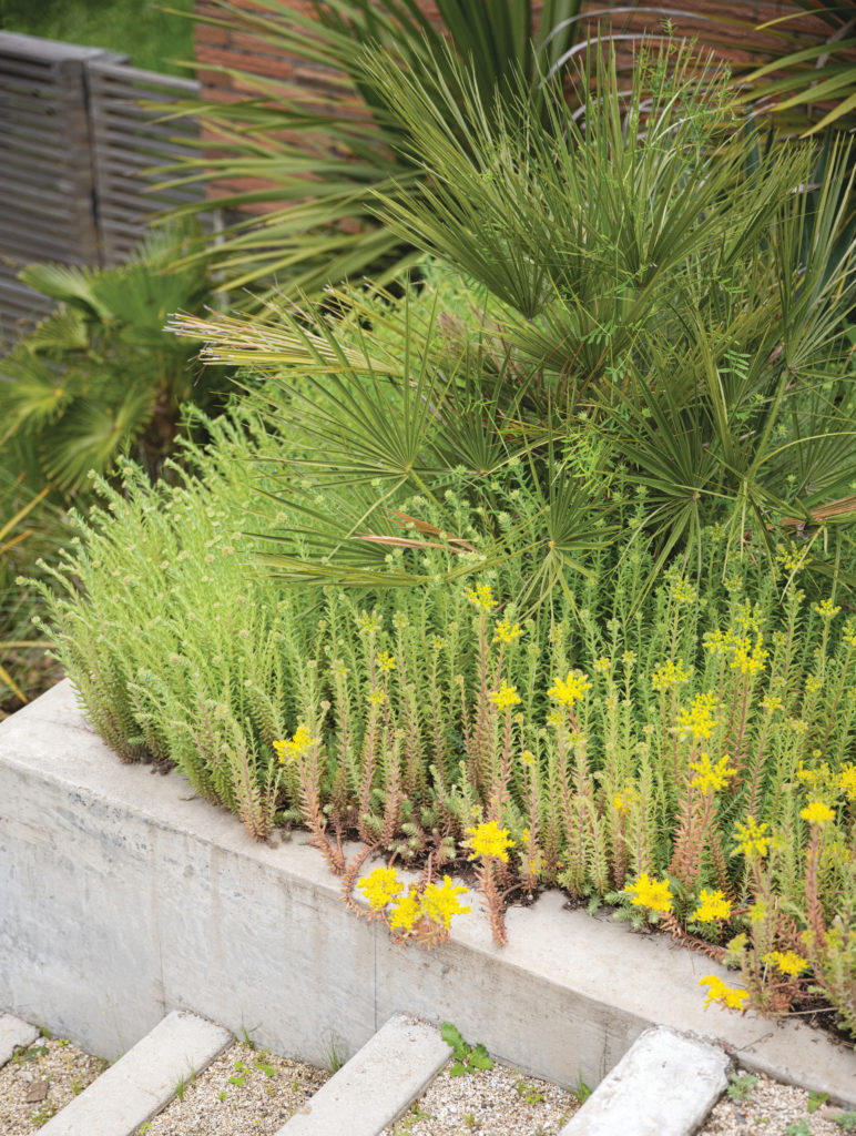 The yard was planted with drought-tolerant species and separated into two terraces.