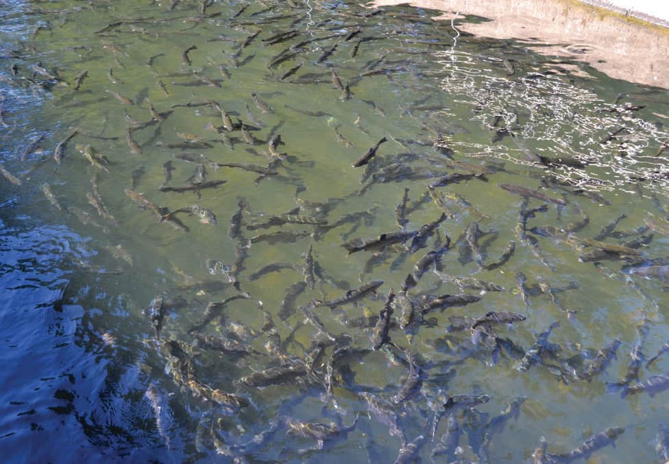 Leaburg Fish Hatchery raises millions of trout and salmon for the McKenzie and other rivers.