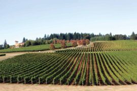 Domaine Serene is one of the area wineries with a Tuscan experience and gorgeous rows of pinot noir grapes.