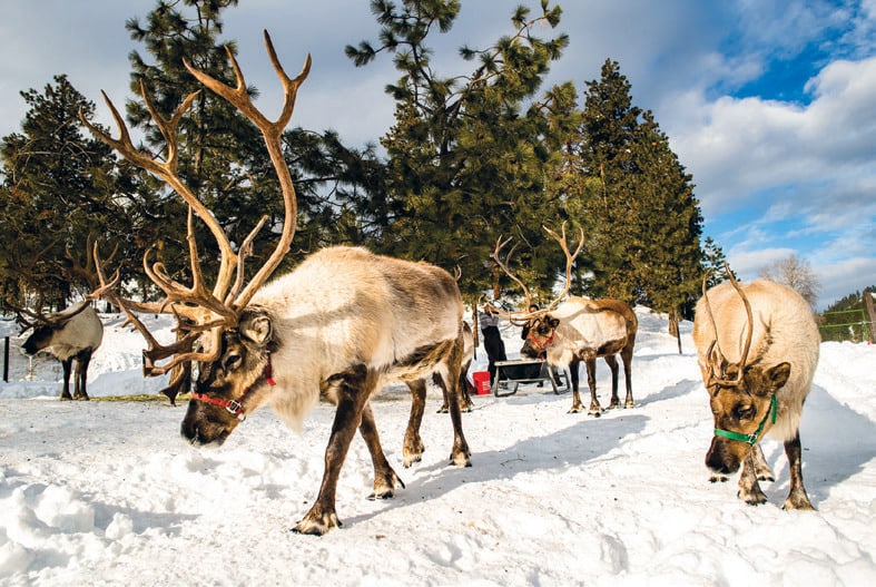 Not to be missed (by kids) during the holidays is the Leavenworth reindeer farm.