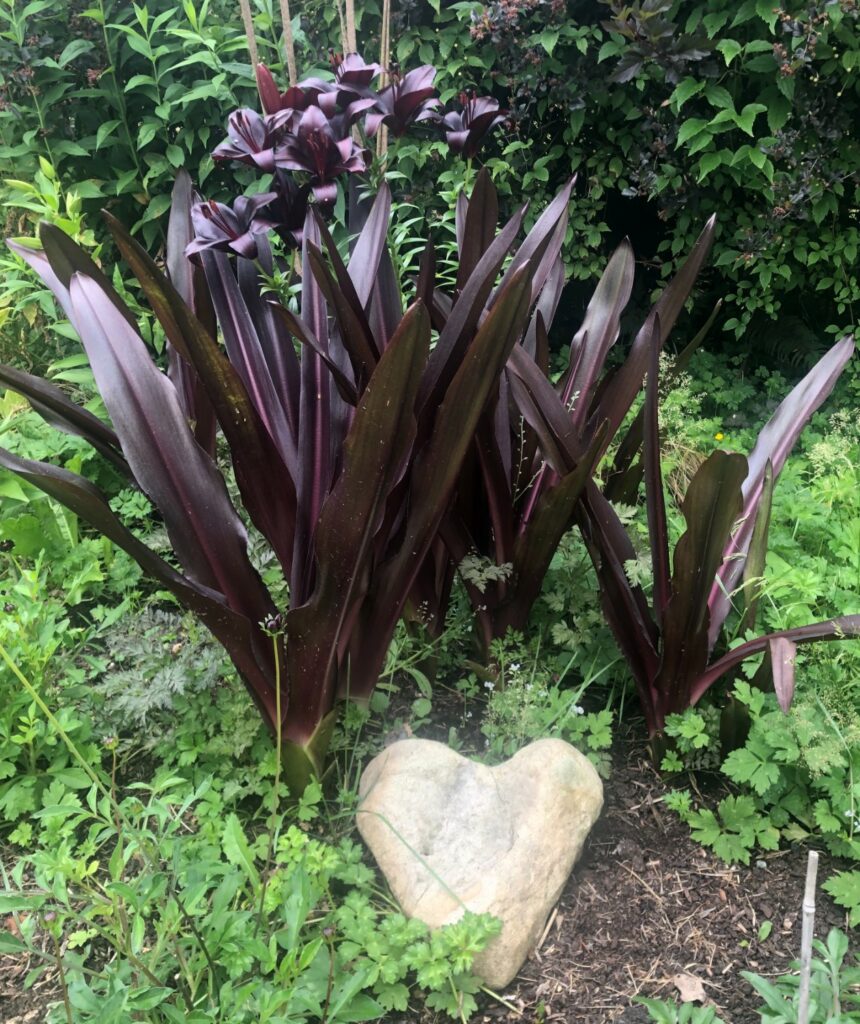 Chocolate-colored Pineapple Lilies