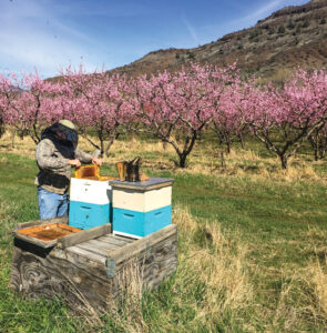 Field-biologist-turned-beekeeper Matt Allen launched Apricot Apiaries in Kimberly.
