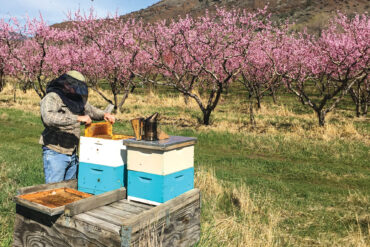 Field-biologist-turned-beekeeper Matt Allen launched Apricot Apiaries in Kimberly.