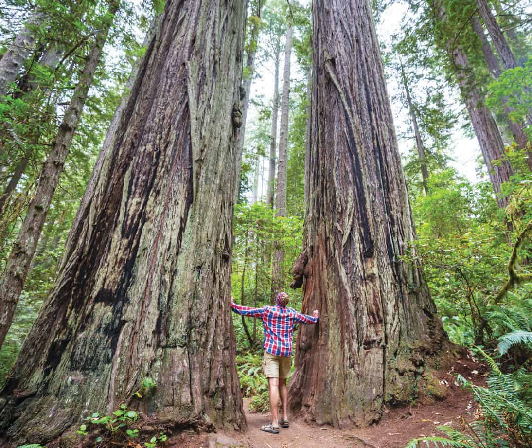 Not far and just over the California border, Jedediah Smith Redwoods State Park is a thing of natural wonder.