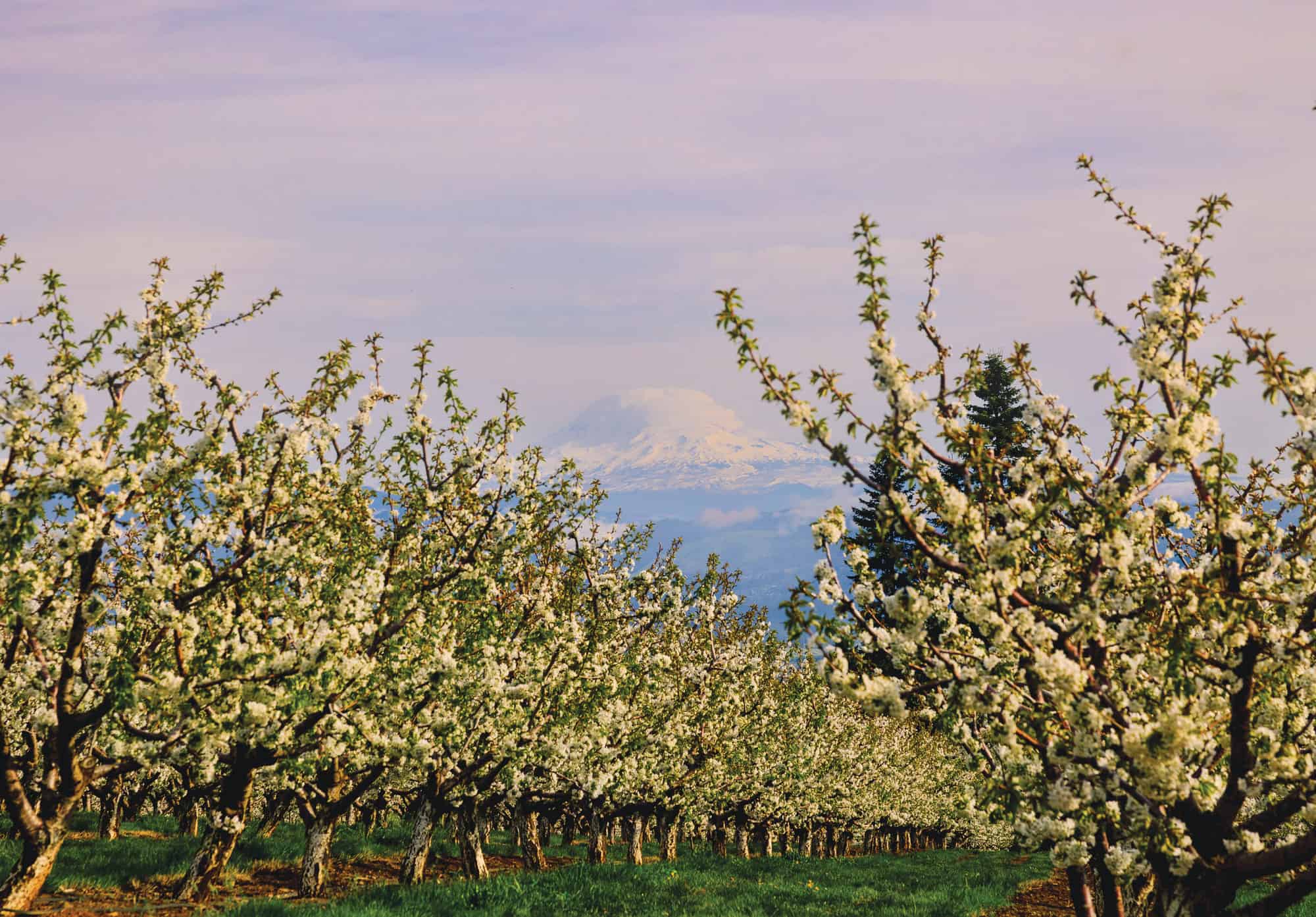 Blooming cherry trees at Hood River Cherry Company frame Mount Adams in May.