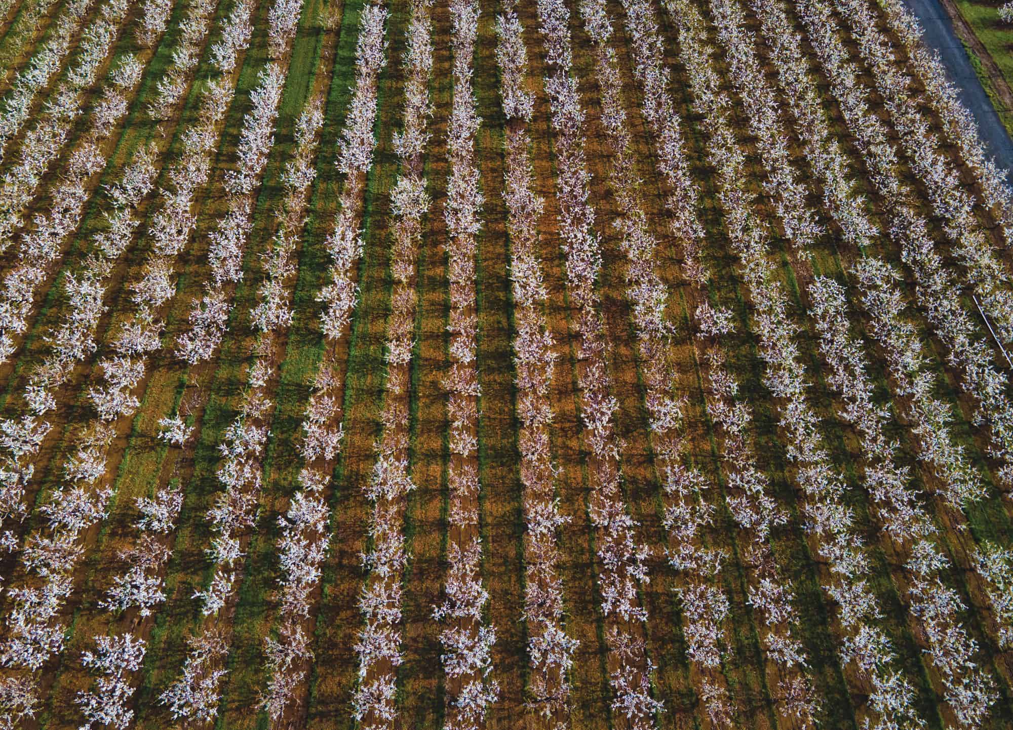 Hood River Cherry Company’s orchards in bloom in May. High season for cherries typically occurs in July and August.
