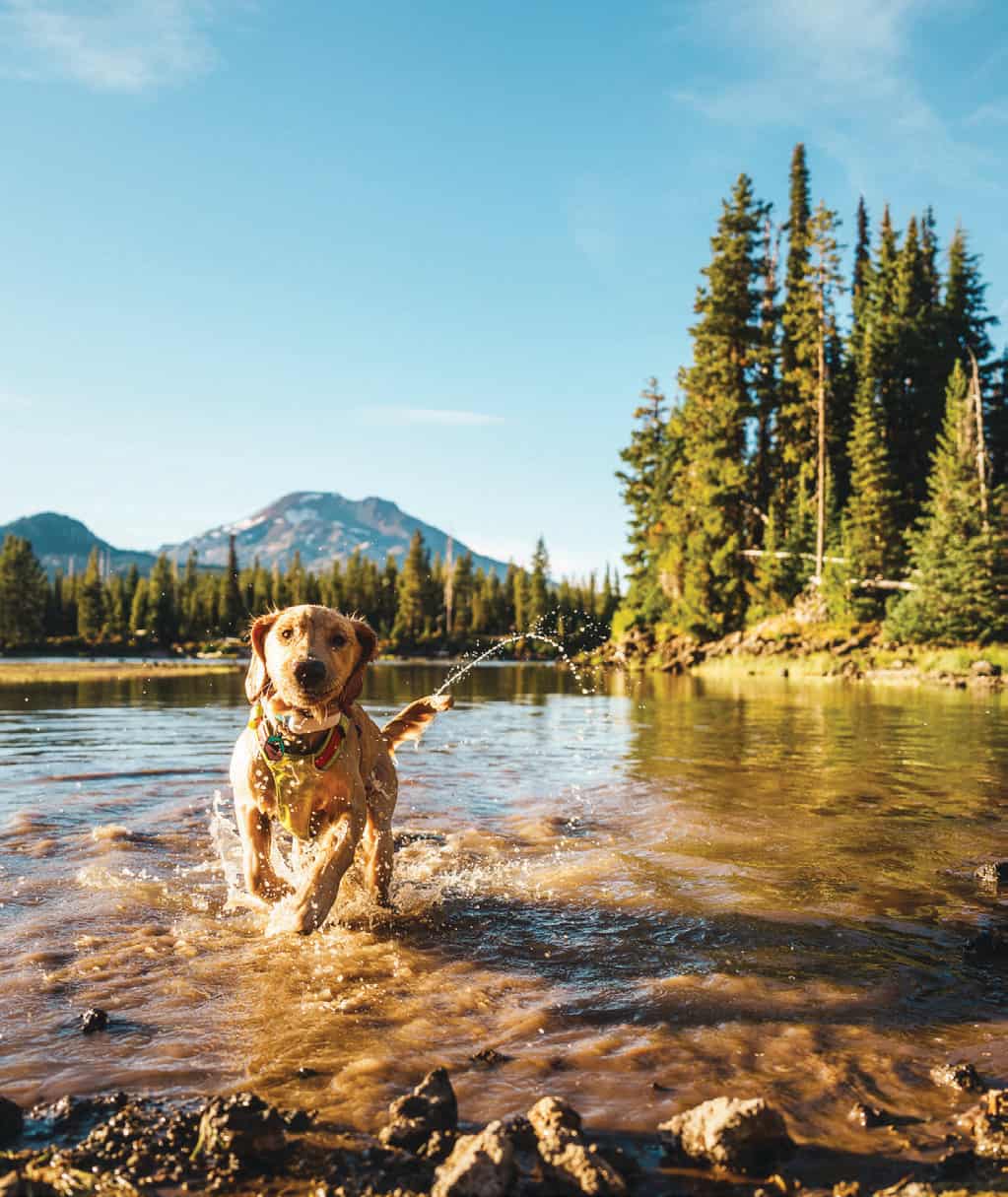 There are some spots in Central Oregon where pups can roam free.