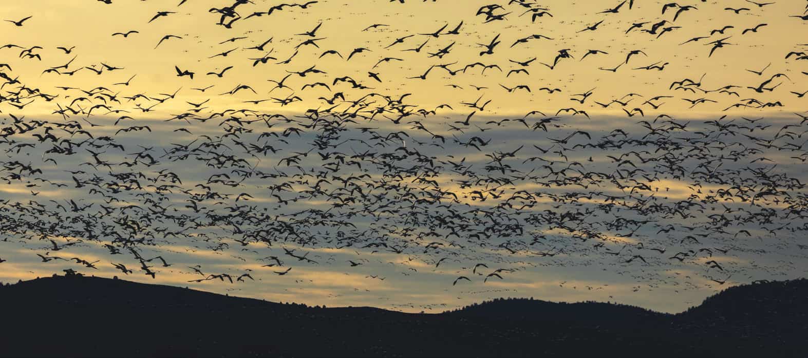 Every year, the sky fills along the Pacific Flyway as birds return to the Lower Klamath National Wildlife Refuge.