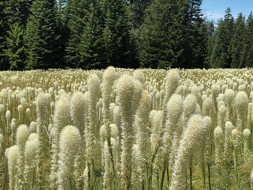Bear grass is a common sight on the route.