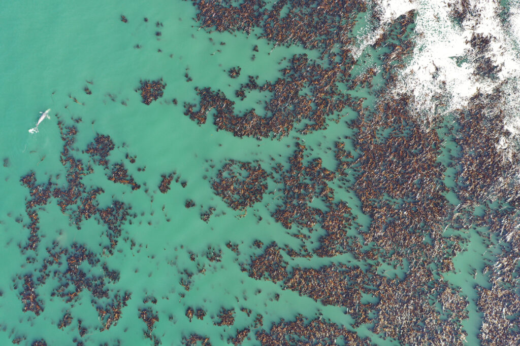 One can often see gray whales feeding on the edges of a kelp forest, a hot spot for mysid shrimp (a type of zooplankton). ORKA’s current research uses aerial drones to survey kelp forests and areas where there should be kelp forests. This photo shows what a healthy kelp forest looks like from above.
