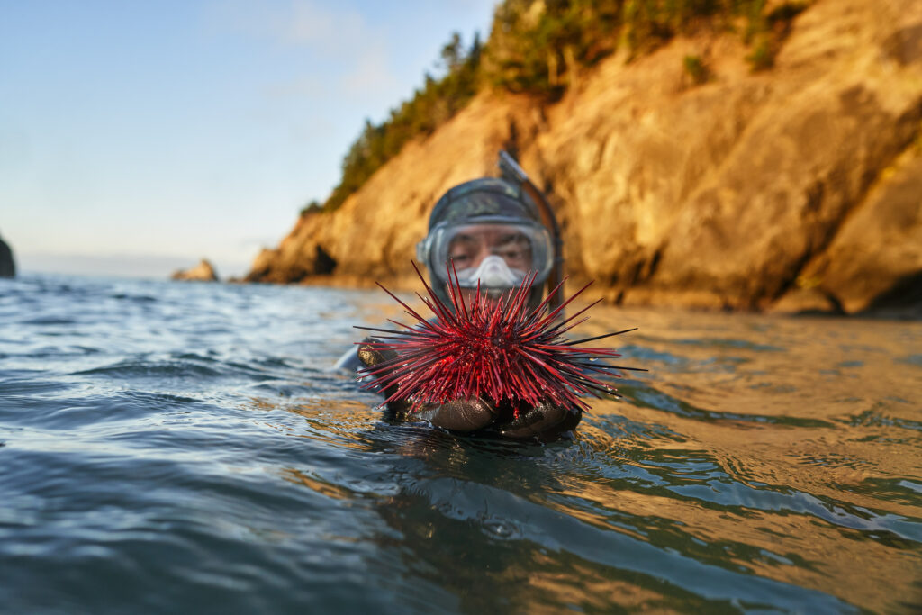 Tom Calvanese, an urchin diver turned fisheries scientist, is also the station manager for the Port Orford Field Station for Oregon State University and the director of the Oregon Kelp Alliance. Here, he’s on an urchin-monitoring dive near Port Orford Heads State Park, one of the areas experiencing urchin barrens. When an urchin population dominates due to a lack of natural predators, they graze on kelp to the point that little or no kelp remains. The thriving ecosystem and biodiversity hot spot that kelp provides disappears, and instead you see only purple sea urchins.
