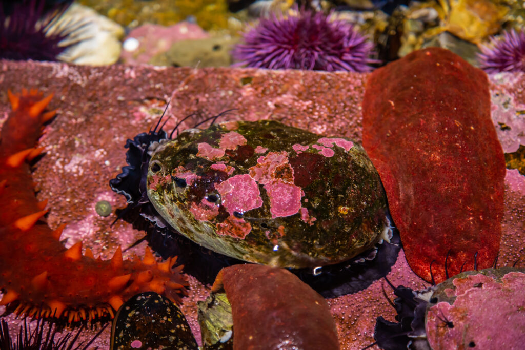 The red abalone depends on drift kelp for food. In areas dominated by an overpopulation of sea urchins, these sea snails, already experiencing low populations, have a difficult time competing for food.
