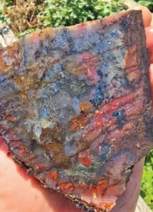 Fossil of a trilobite found in Oregon, illustrating its rich paleontological heritage and the state’s significance in Oregon's geological and natural history.