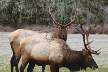 Two elk in a winter landscape with moss-covered trees in the background, showcasing Oregon's diverse wildlife during the winter season.