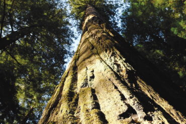 Ancient redwood tree towering in California's forest, showcasing its massive trunk and lush green canopy. Perfect for illustrating California's natural beauty and giant trees.